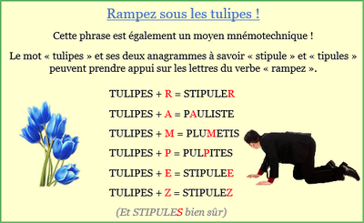 Tulipes